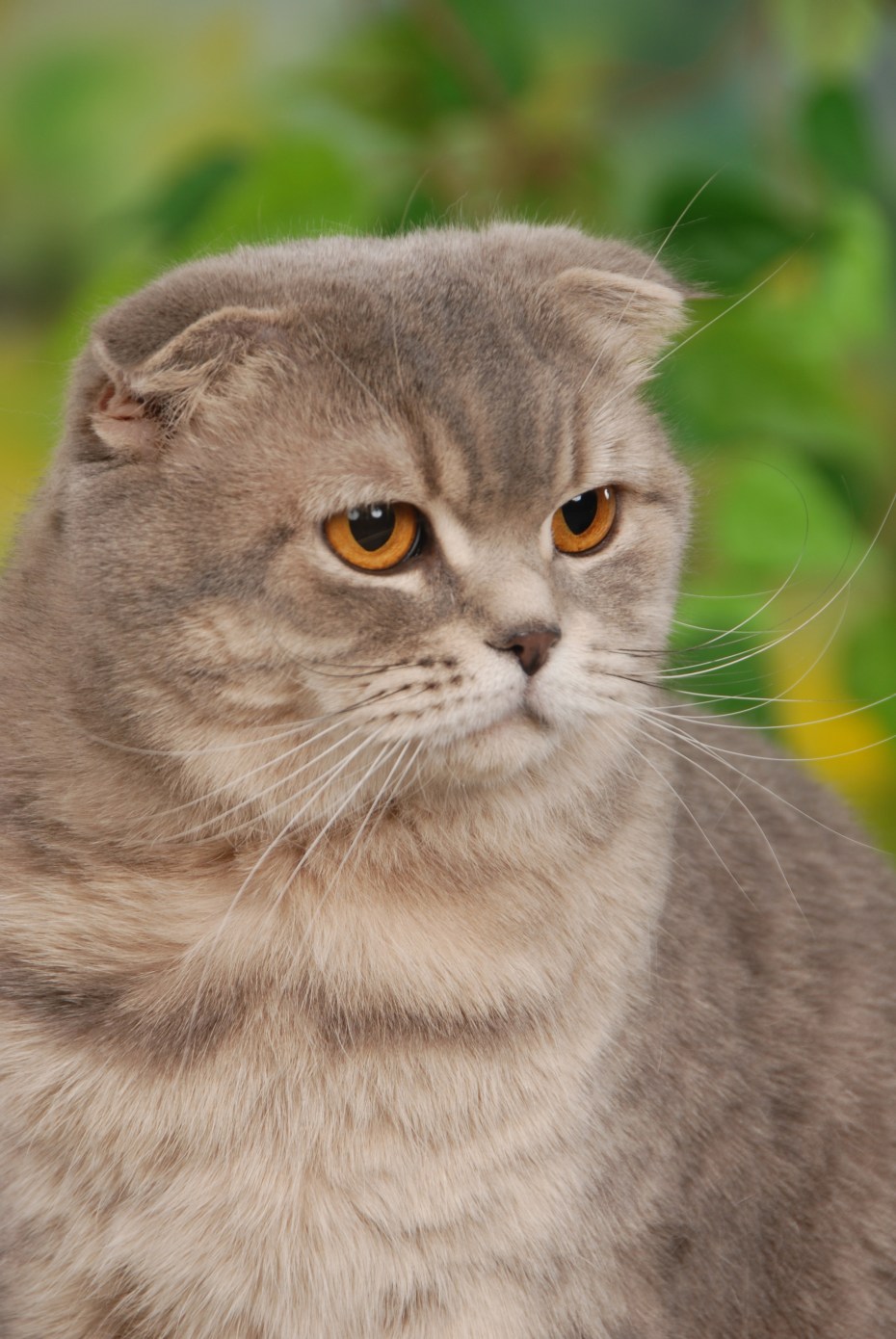 Шотландский вислоухий кот скоттиш фолд
