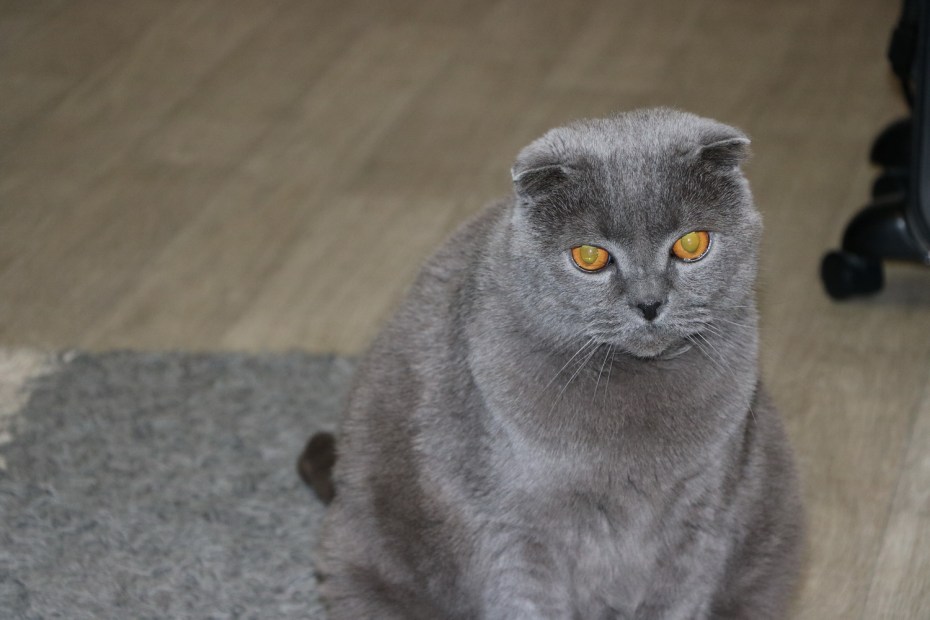 Британская кошка вислоухая мраморная