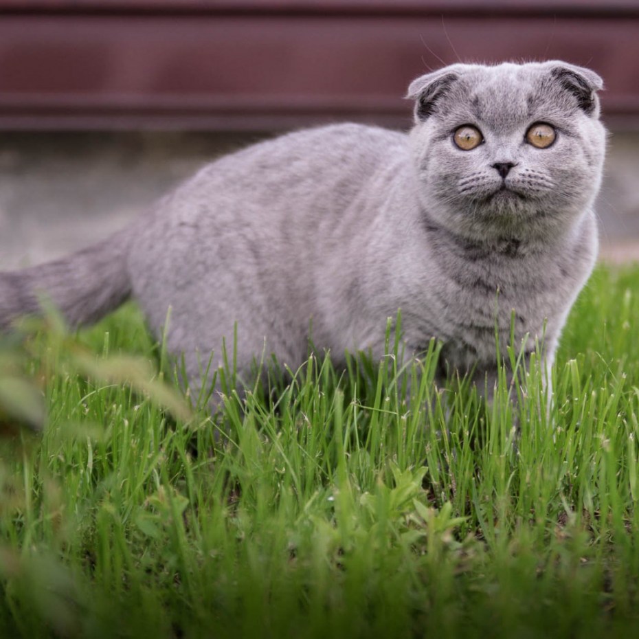 Шотландская вислоухая кошка маленький