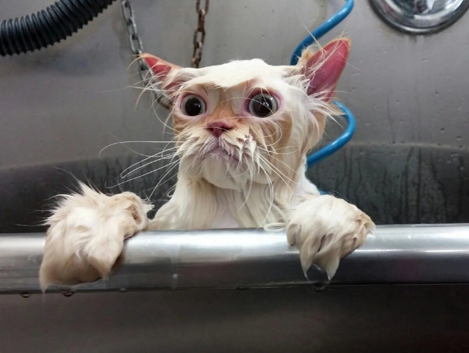 Смешные мокрые кошки