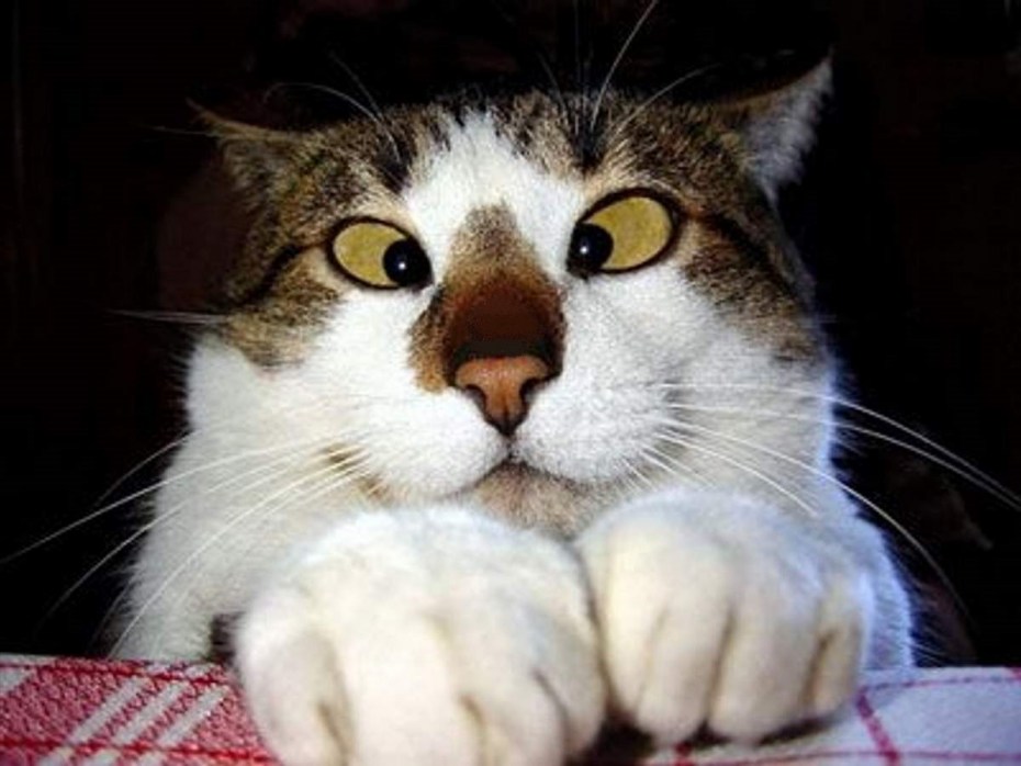 Удивленный кот