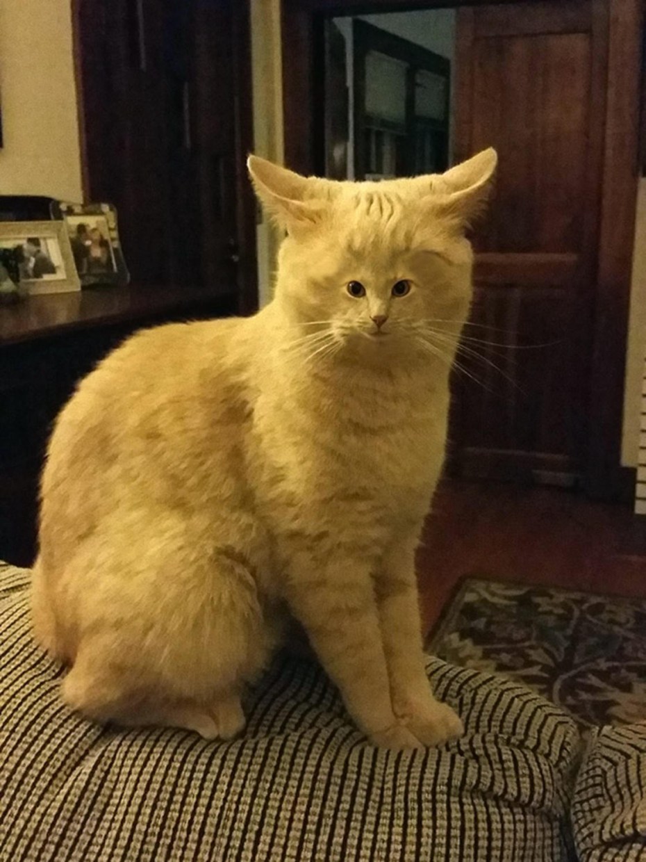 Кошка с маленьким лицом