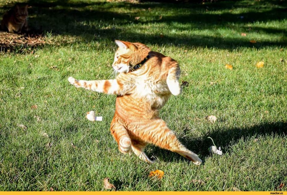 Приколы с котами