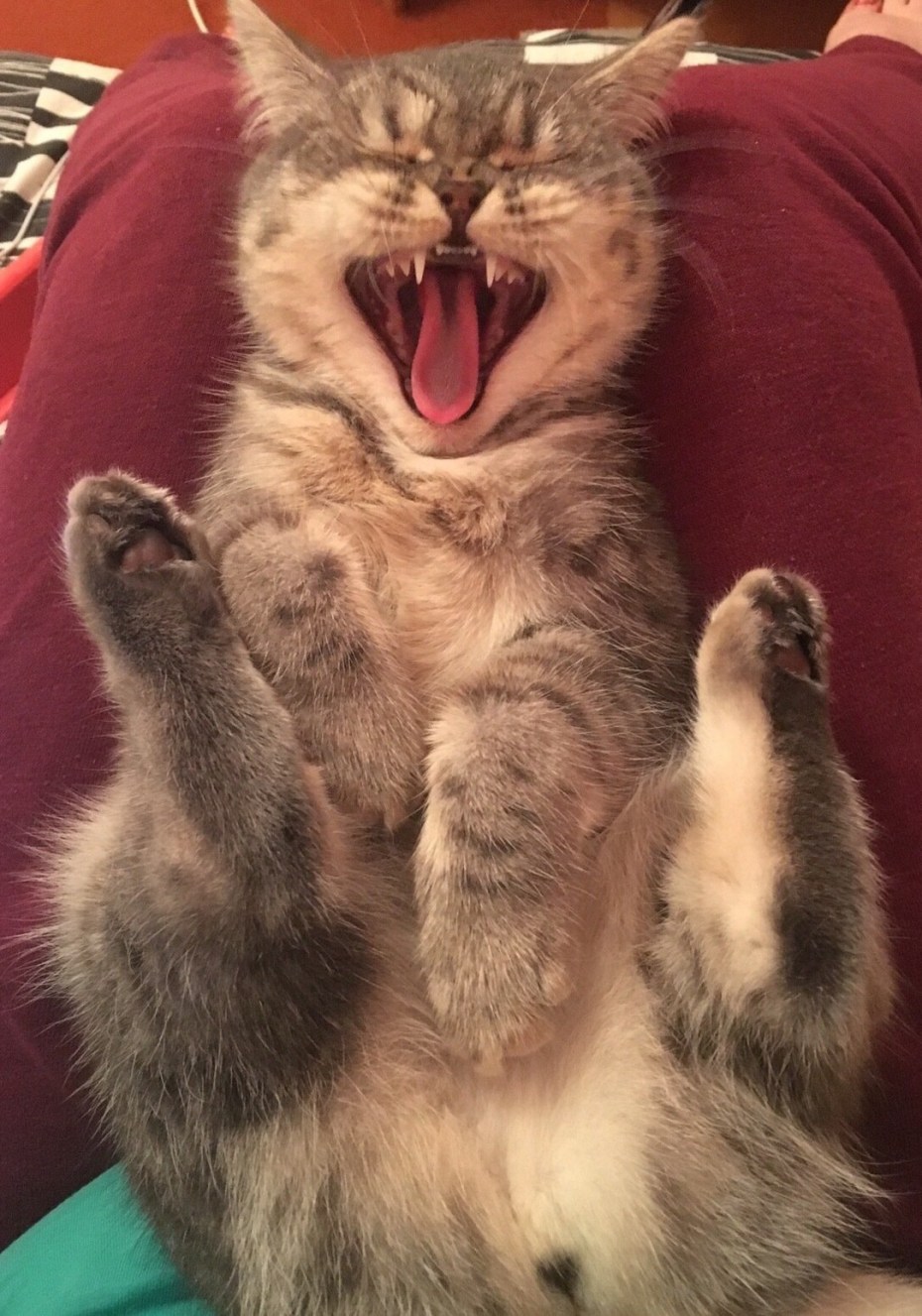 Кот смеется
