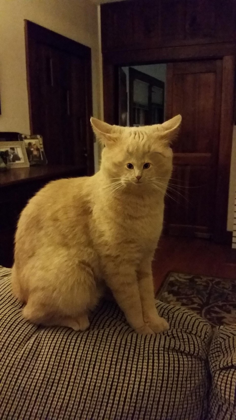 Смешные котики