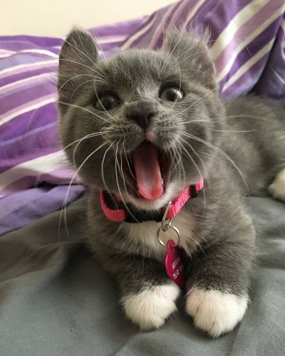 Прикольные котята