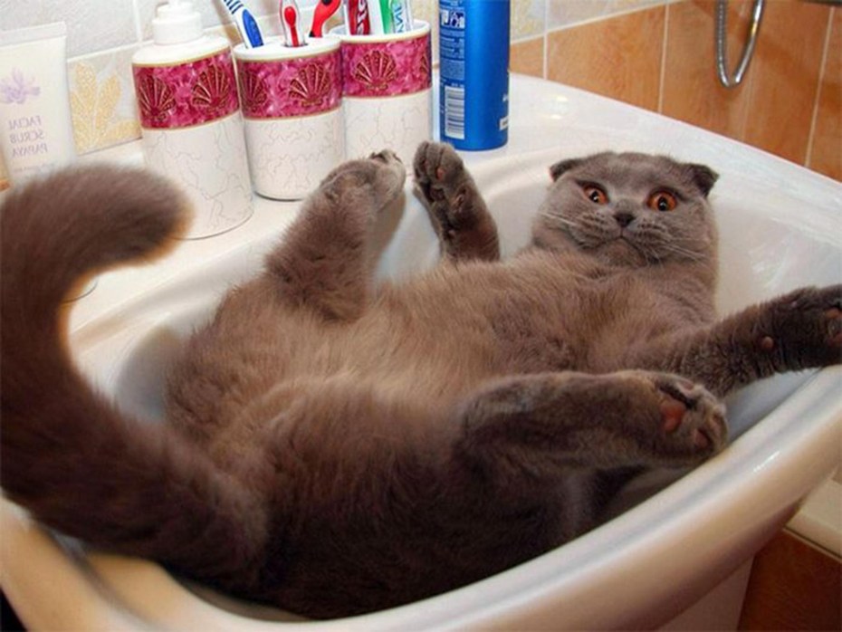Привет котэ