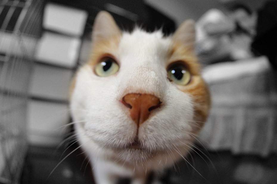 Смешные морды кошек