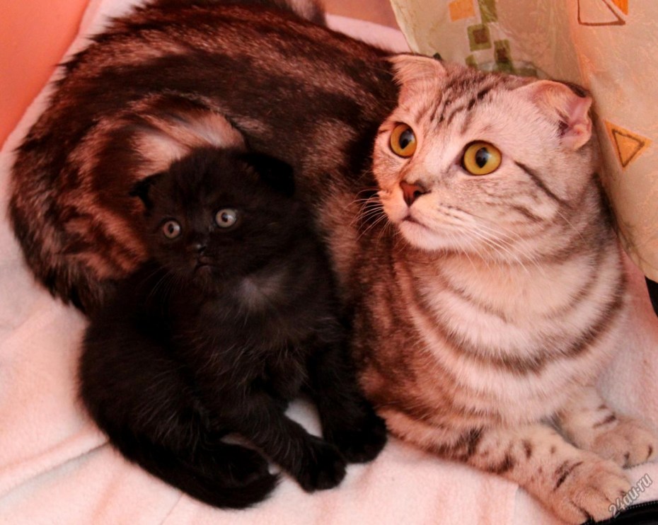 2 Шотландских скоттиш фолд котята