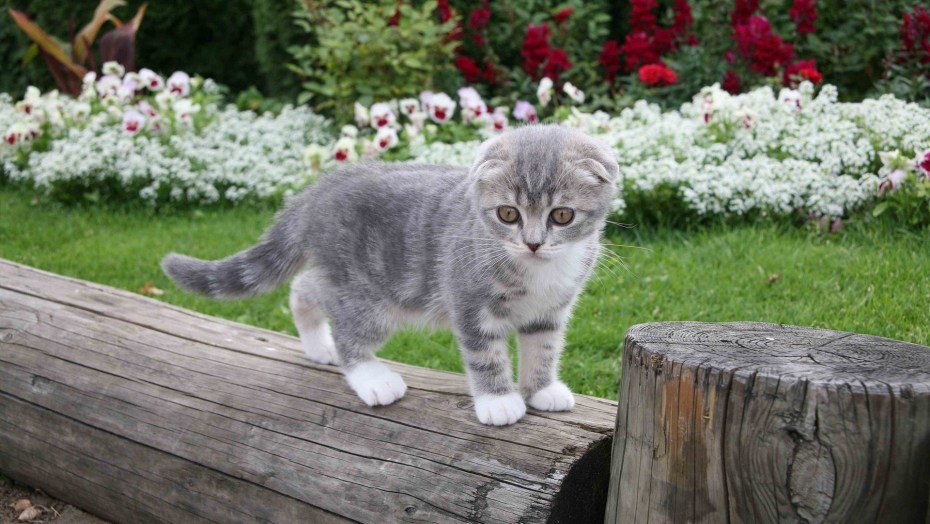 Скоттиш фолд котята