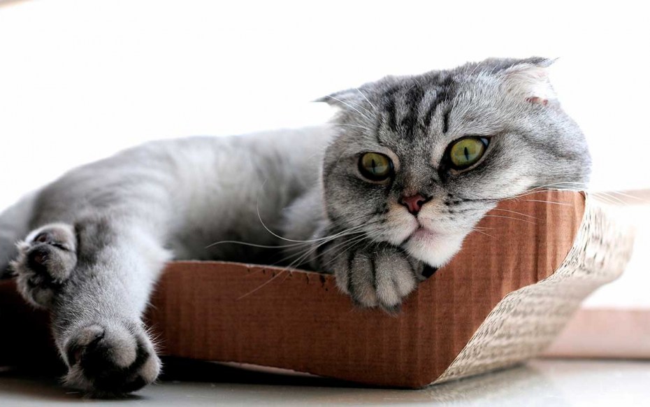 Шотландская кошка скоттиш фолд