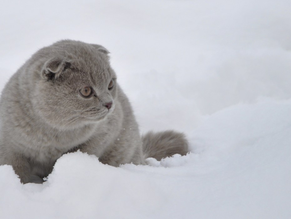 Шотландский вислоухий кот