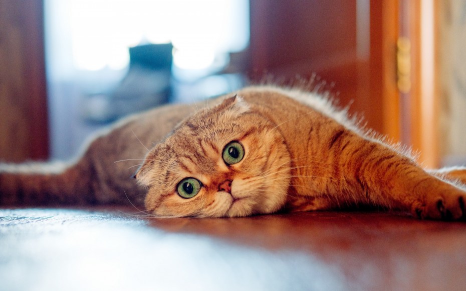 Шотландский вислоухий кот