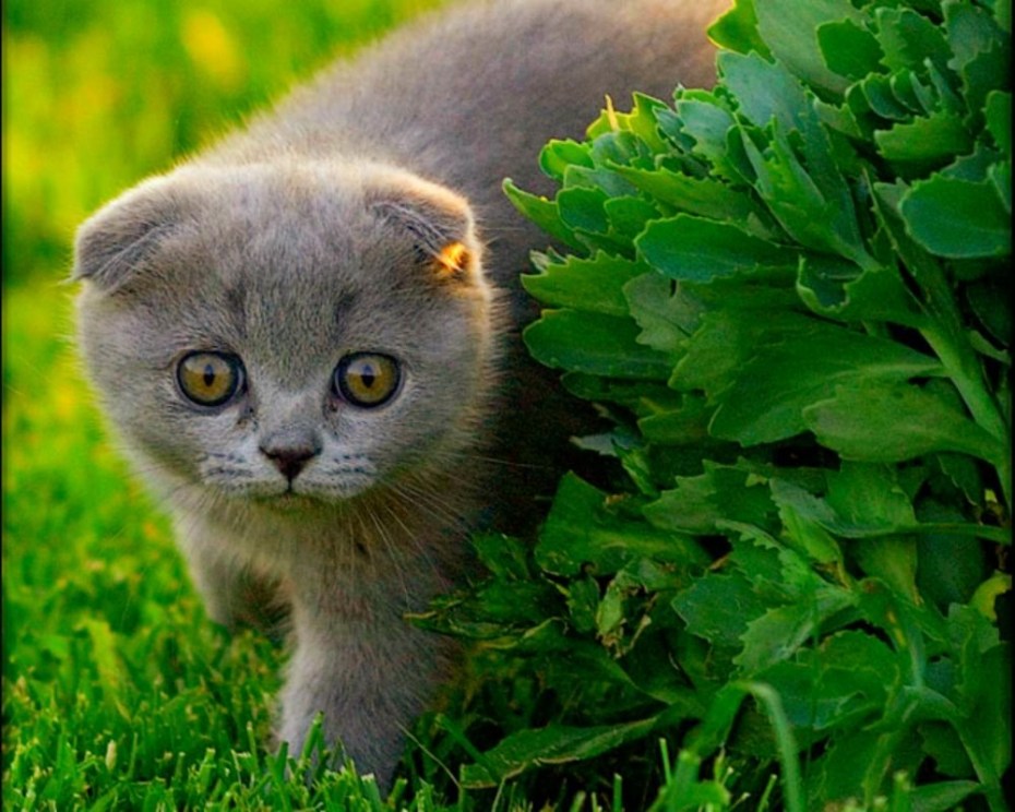 Вислоухая кошка