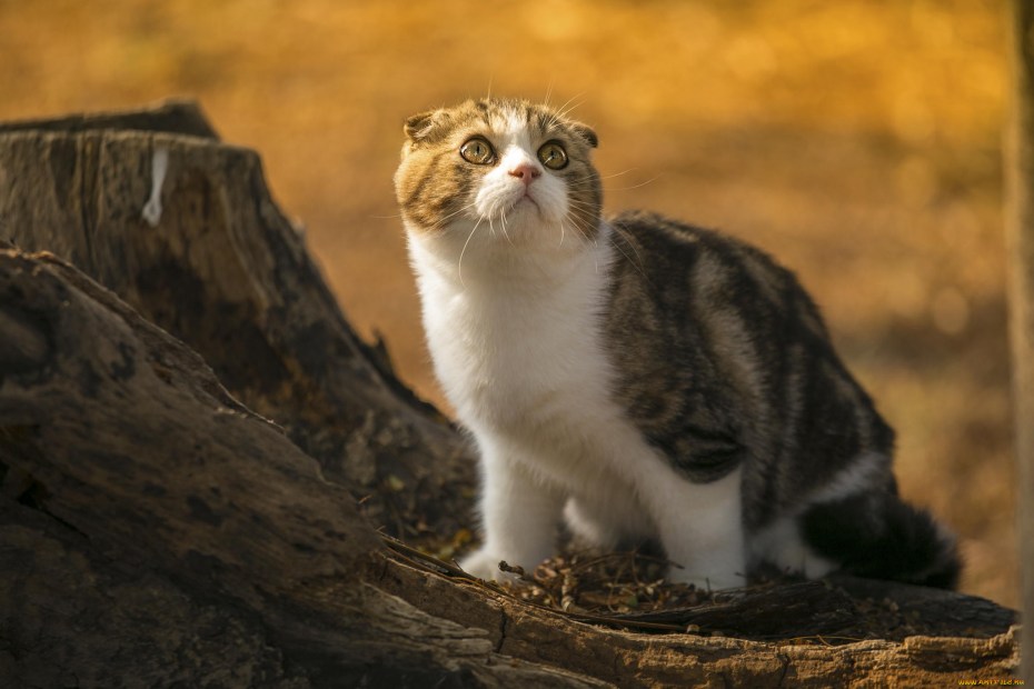 Шотландские коты на природе