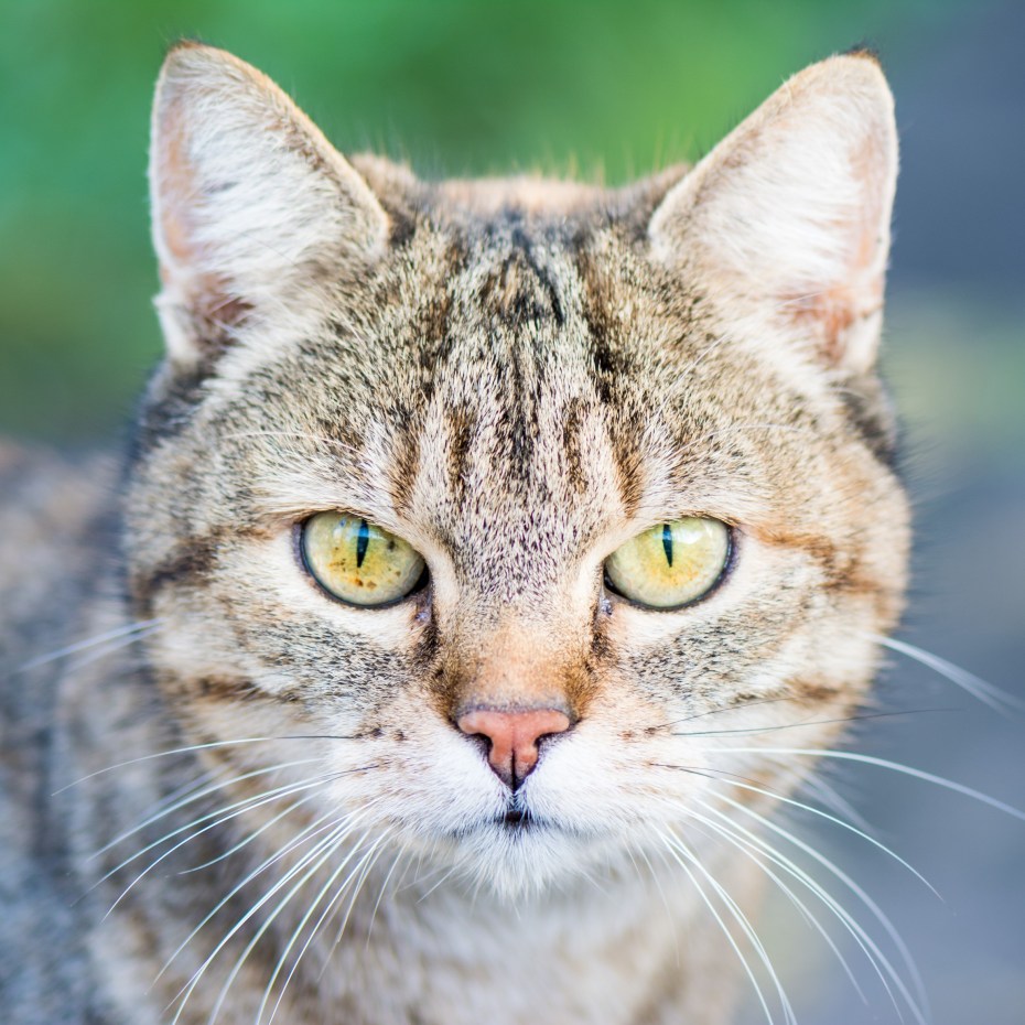 Лицо кота