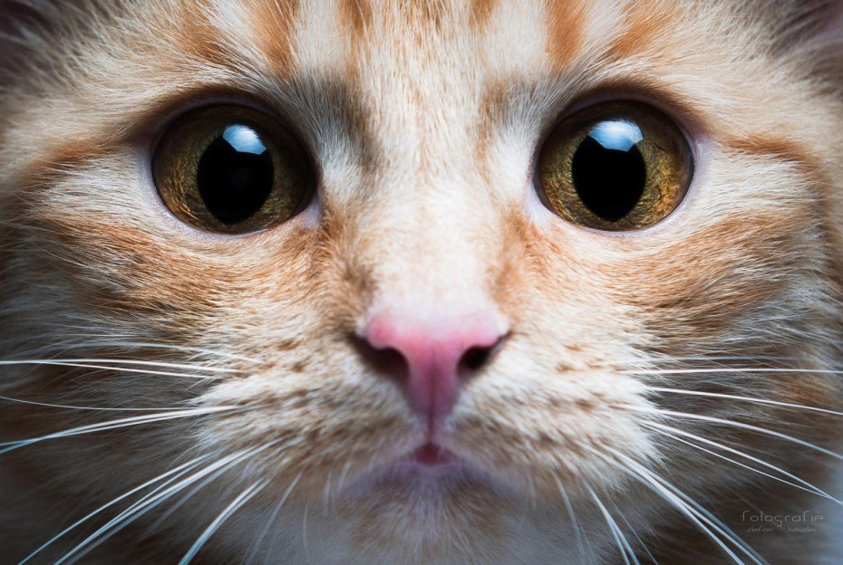 Лицо кота