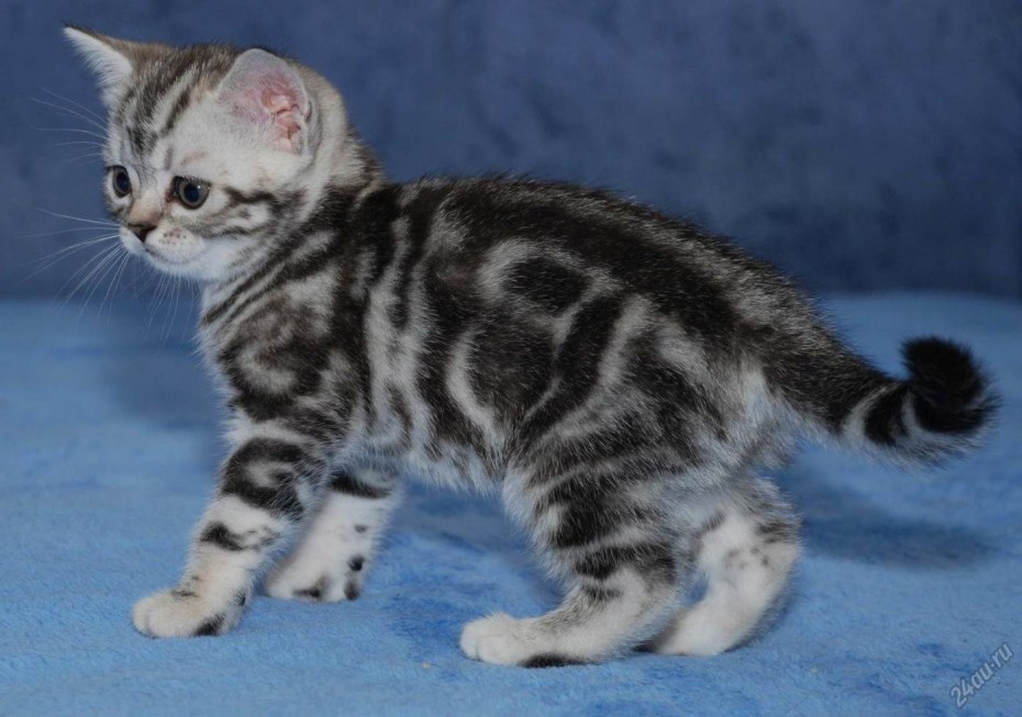 Британский кот вискас мраморный