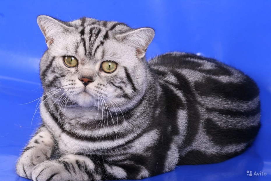 Британская кошка табби мраморный