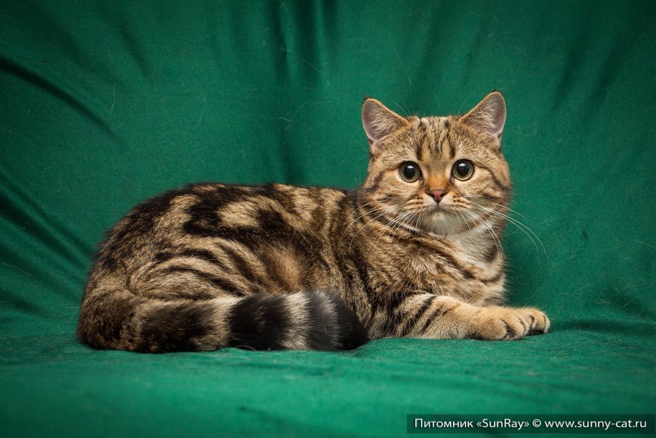 Шотландская кошка табби короткошерстная