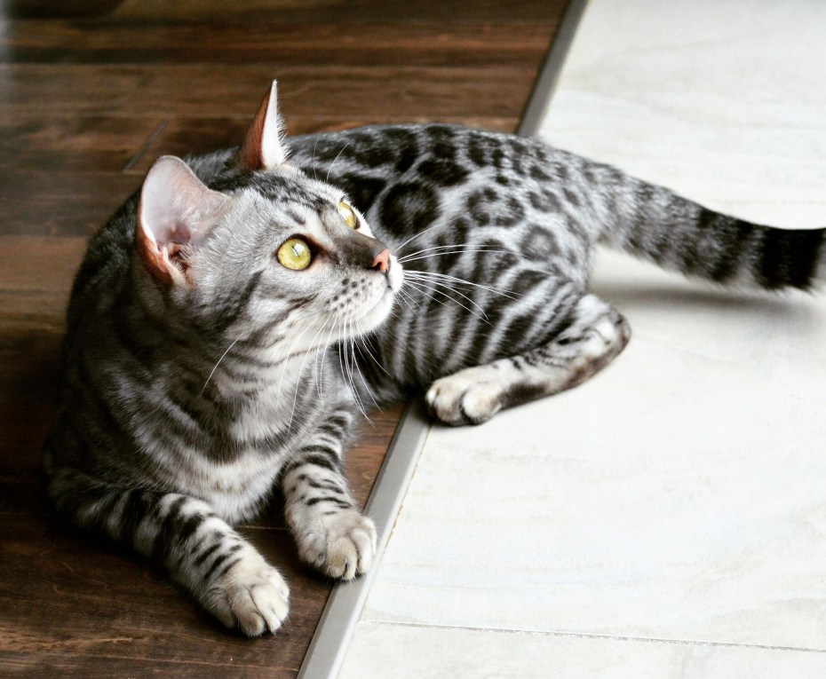 Pardofelis Marmorata