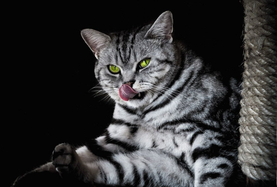 Британский кот мраморный