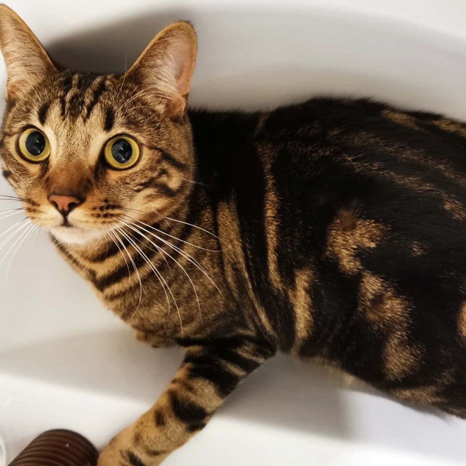 Британские мраморные котята