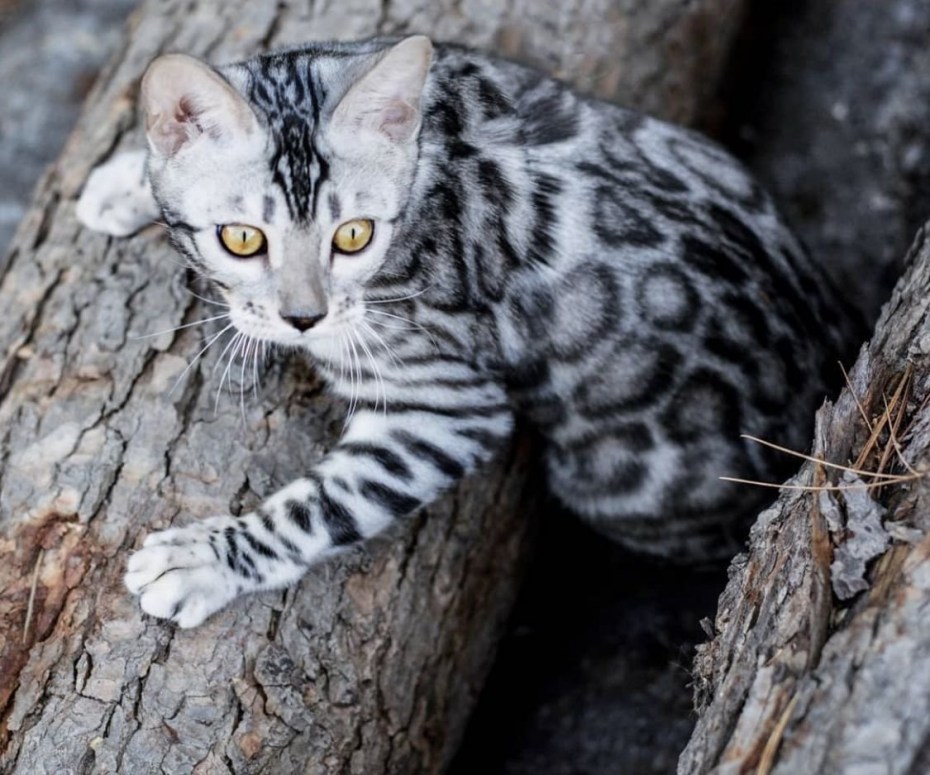 Шотландская короткошерстная табби