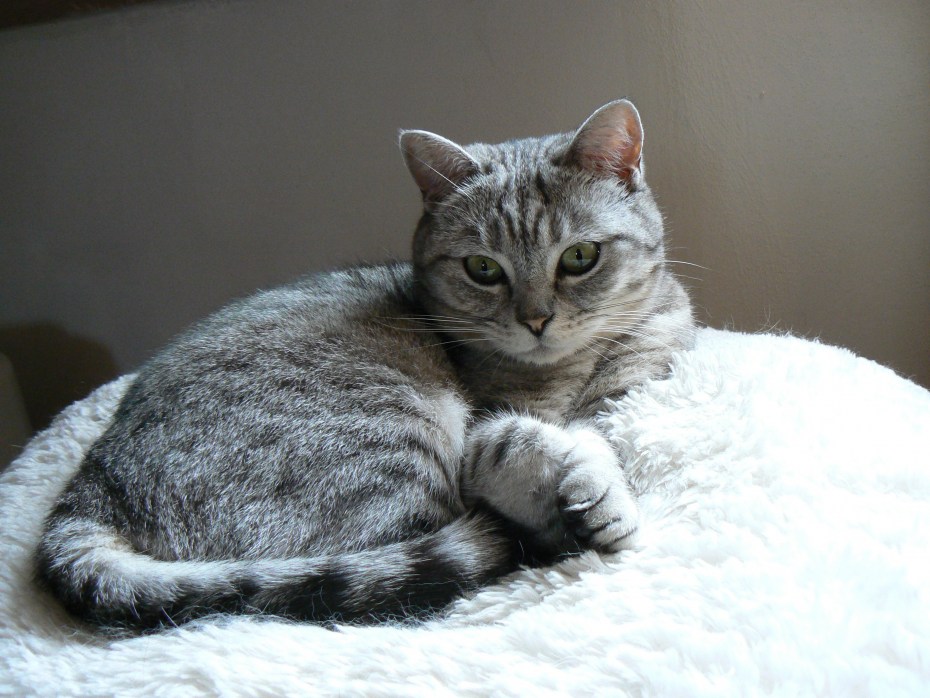 Британская кошка короткошерстная полосатая
