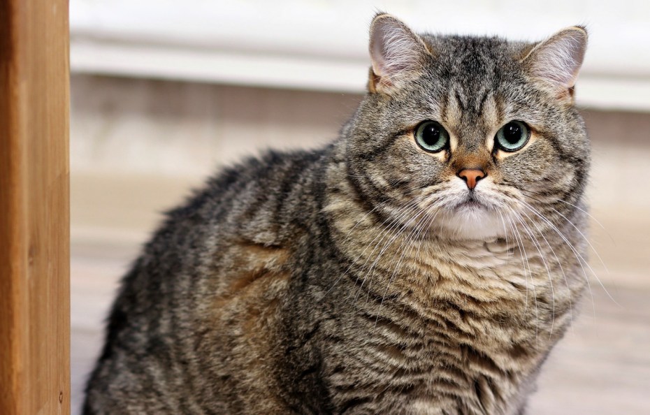 Британец кошка