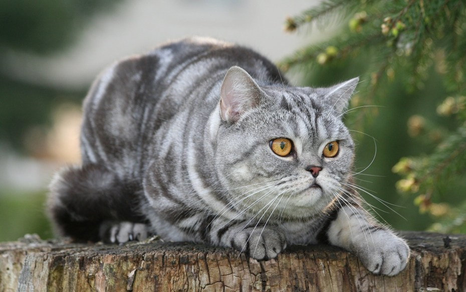 Британская короткошерстная вискас