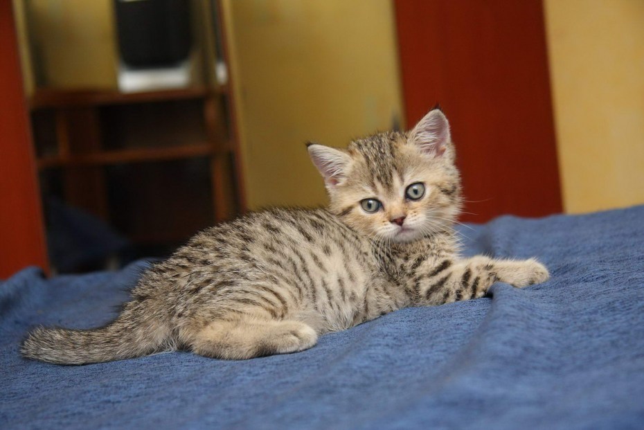 Британский короткошерстный кот полосатый