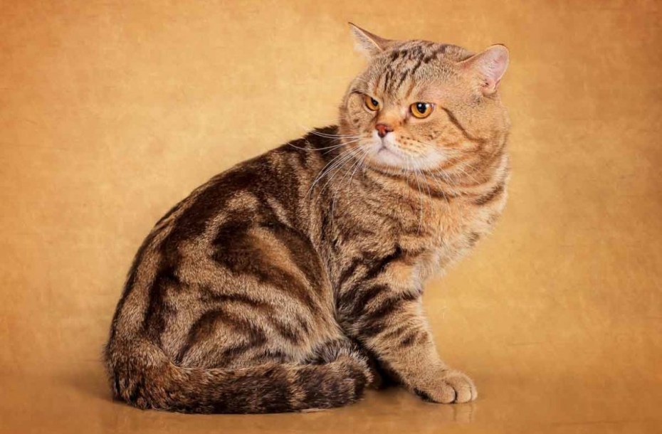 Британика короткошерстная кошка