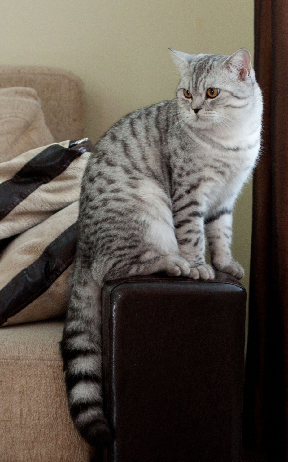 Шотландский скотиш стр