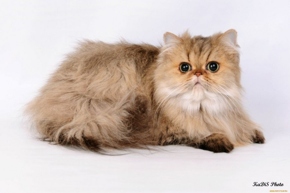 Персидская кошка