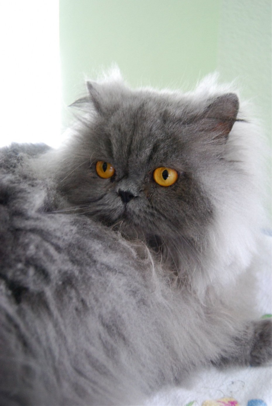 Пепельный персидский кот