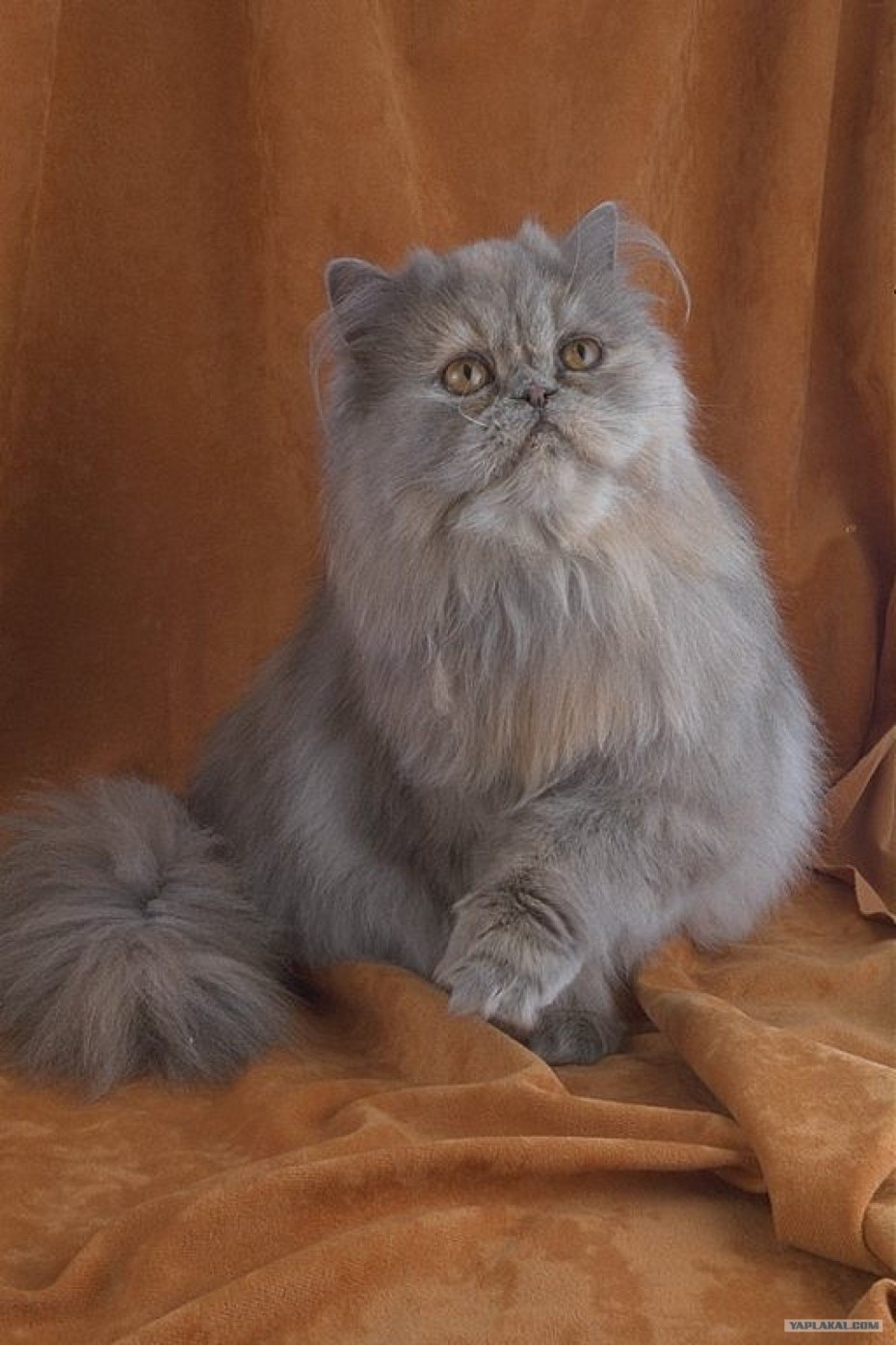 Персидский экзот длинношерстный