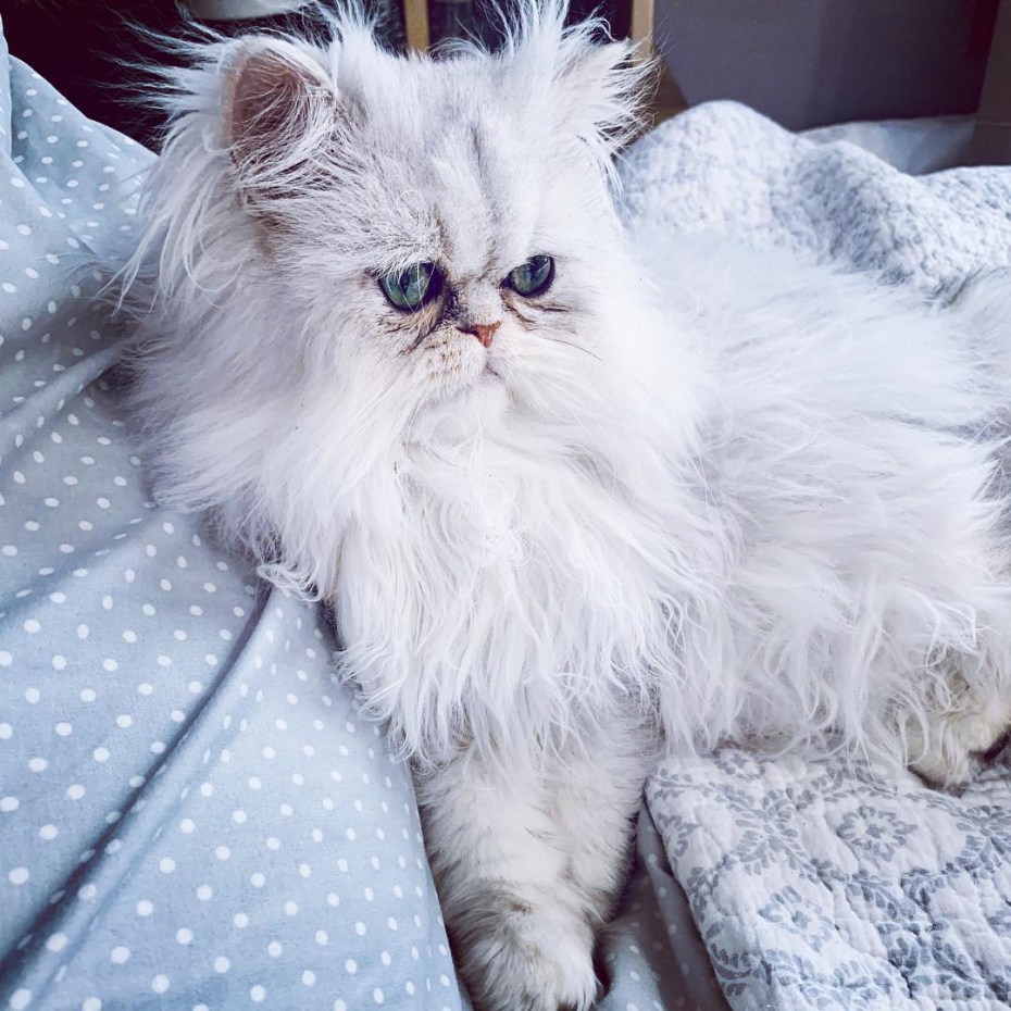 Классический перс
