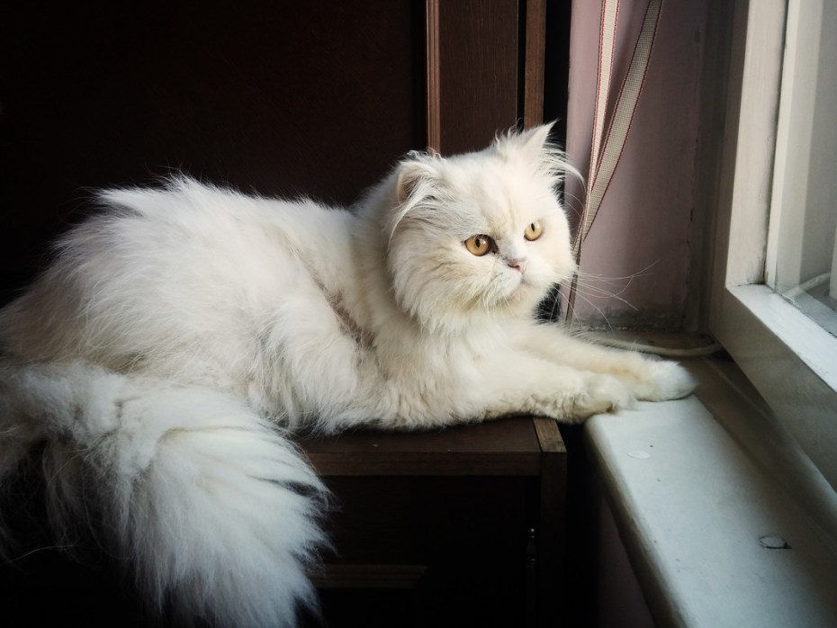 Ангорская шиншилла кошка