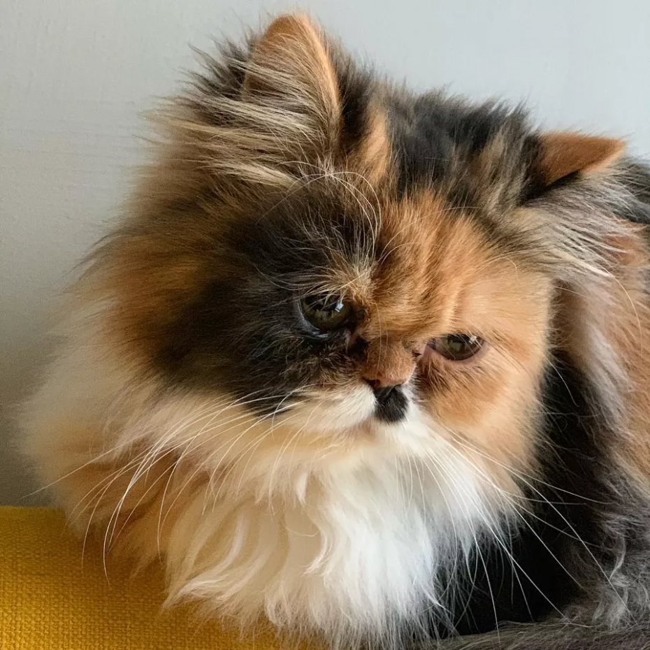 Полуперсидский кот