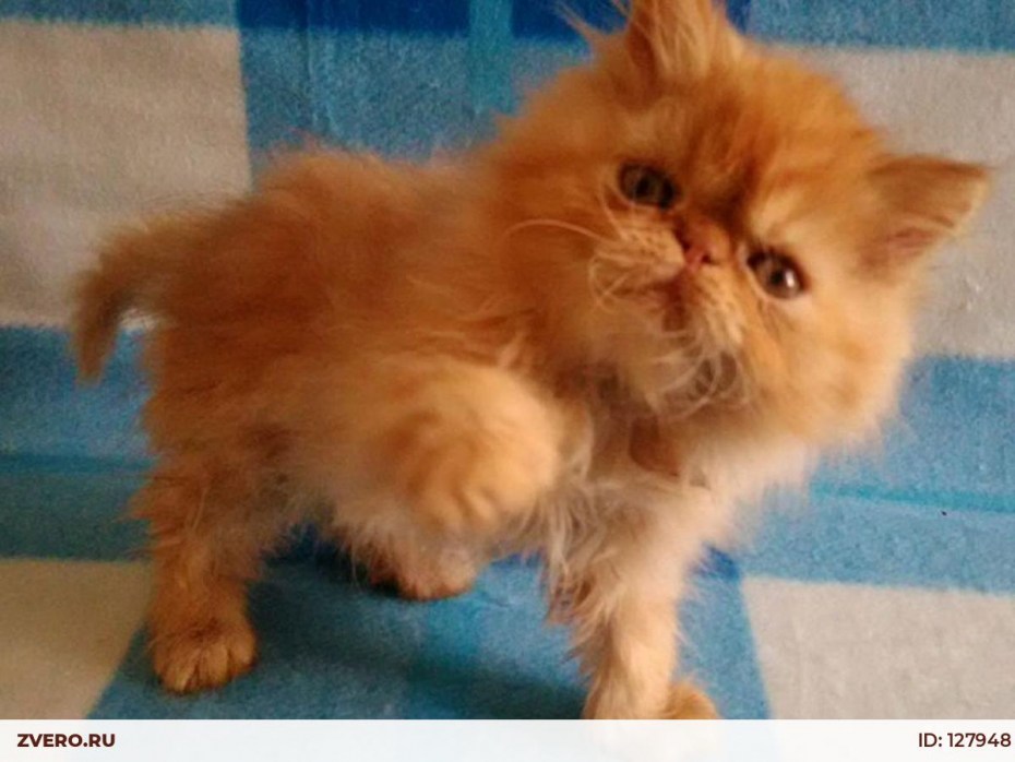 Хайлендер классический персидский кот