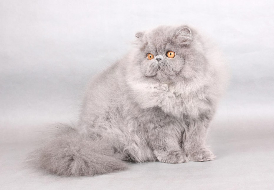 Пушистый персидский кот