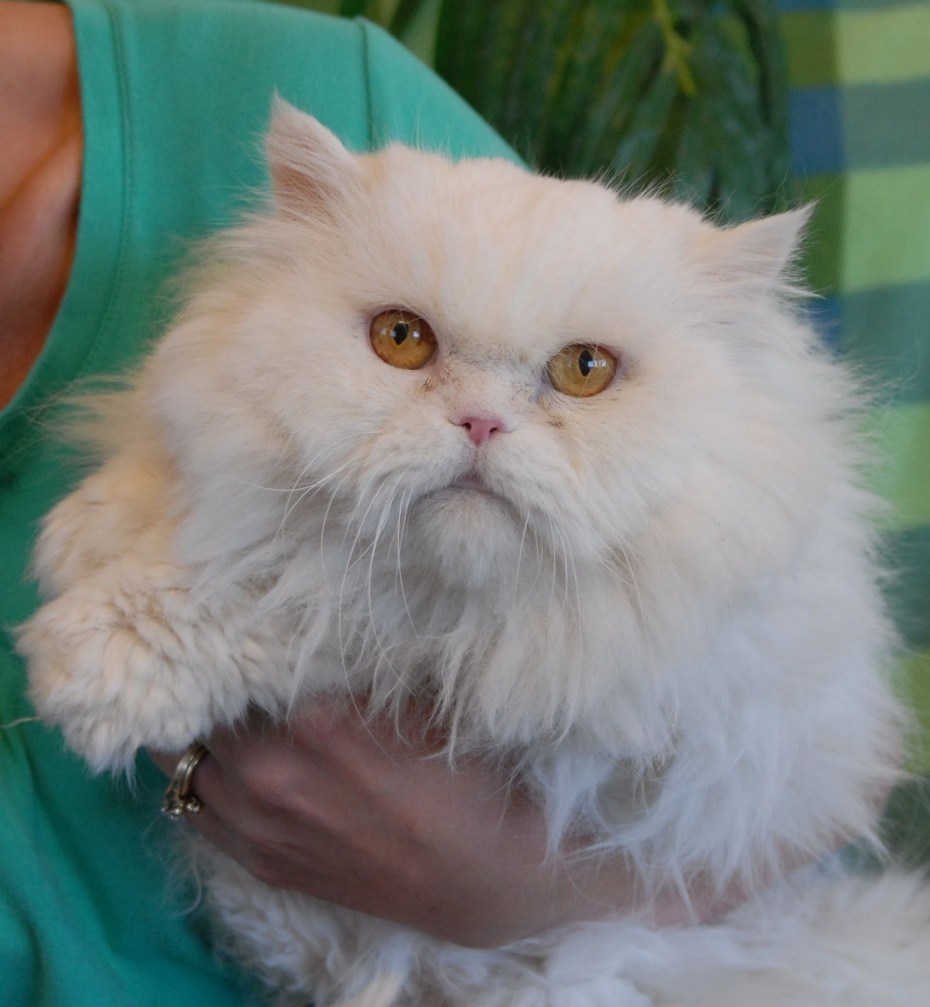 Рыжий персидский кот