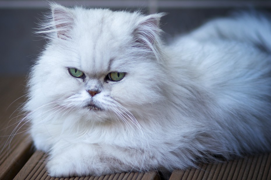 Персидская кошка