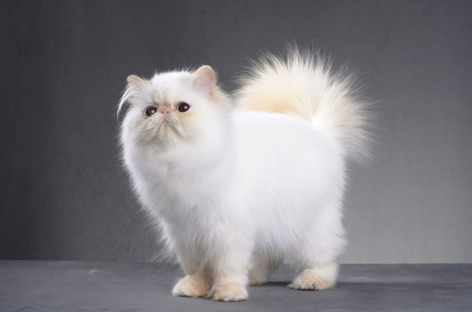 Персидская кошка