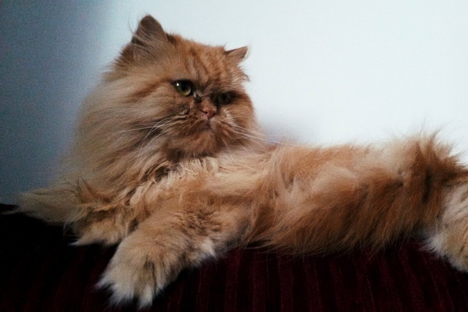 Персидский кот классический