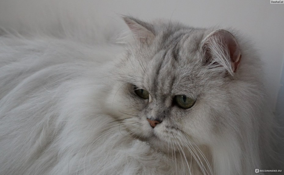 Персидский кот дымчатый