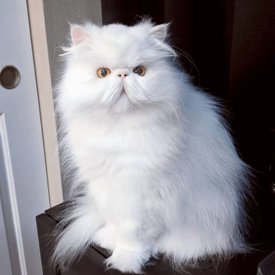 Классический перс