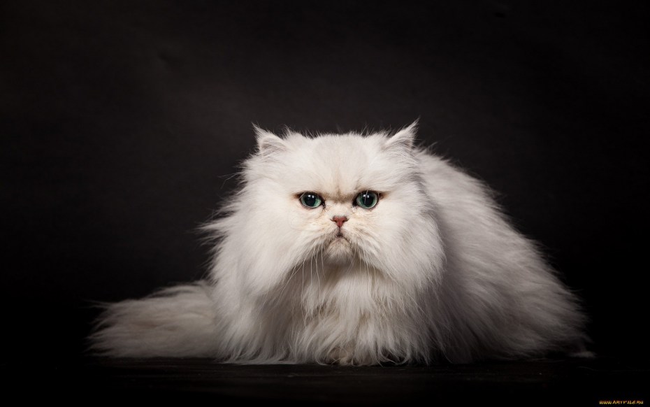 Сибирский персидский кот