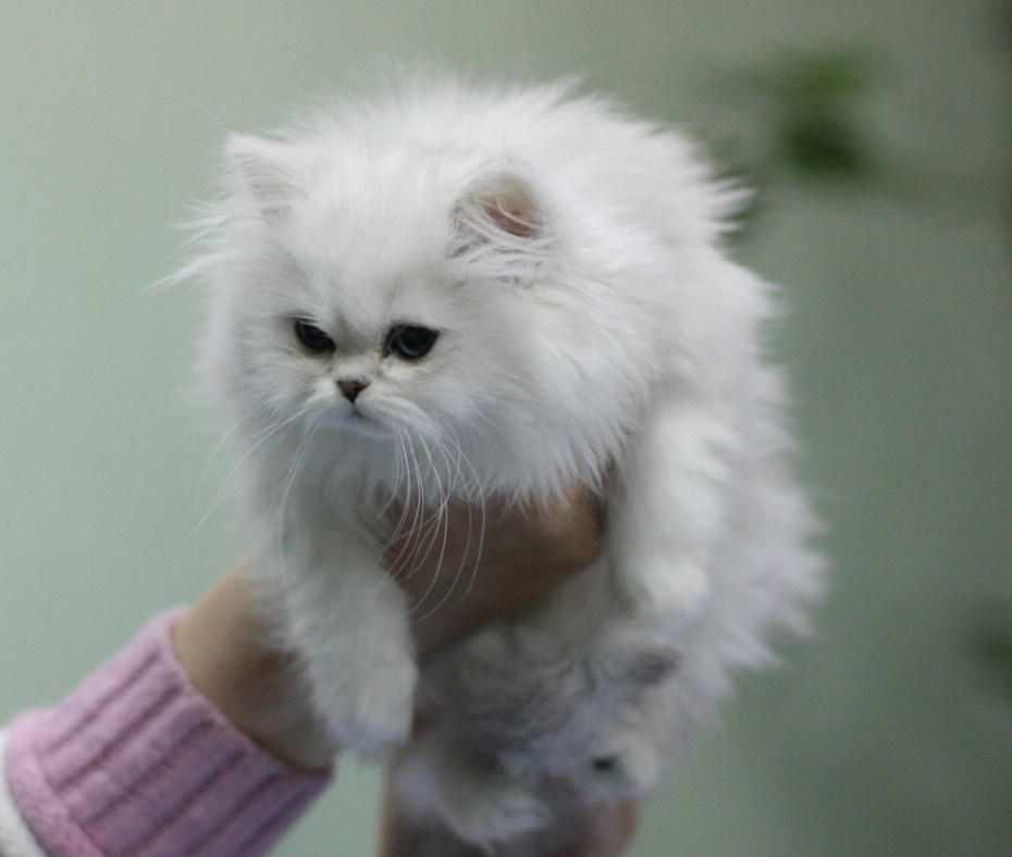 Персидская шиншилла